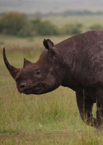 Black Rhinoceros