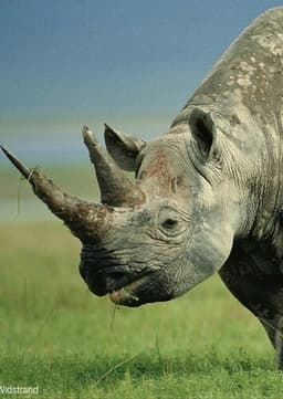 Black Rhinoceros