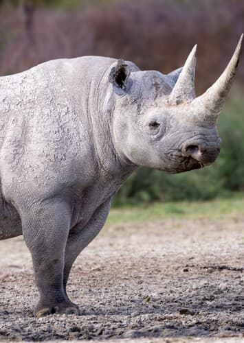Black Rhinoceros