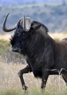 Black Wildebeest