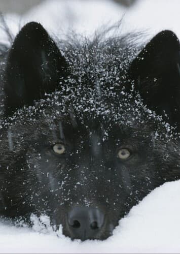 Black Wolf
