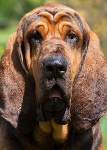 Bloodhound