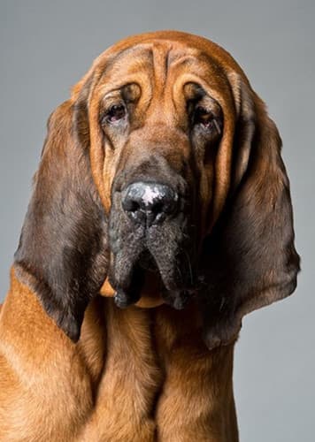 Bloodhound Dog