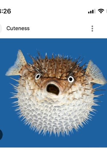 Blowfish