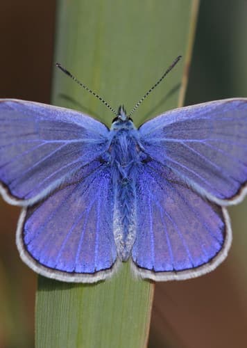Blue Butterfly