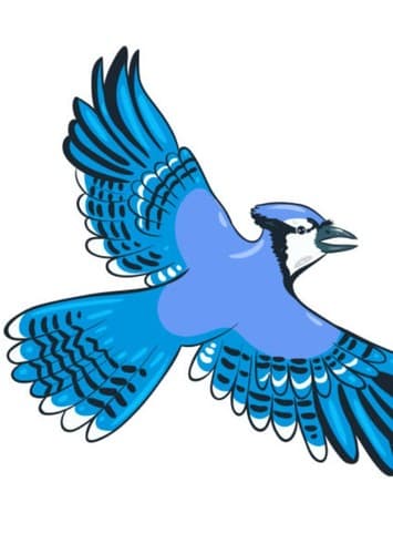 Blue Jay