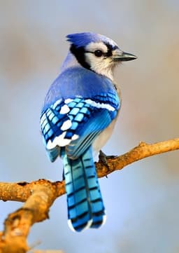 Blue Jay