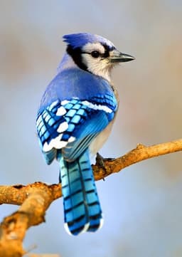 Blue Jay