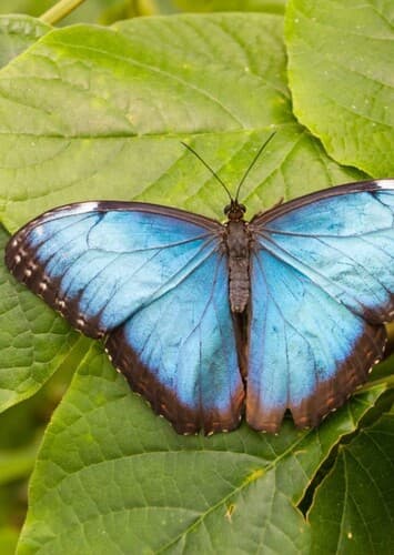 Blue Morpho Butterfly