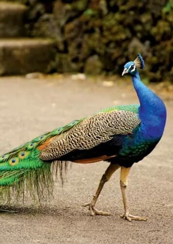 Blue Peacock