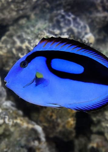 Blue Tang