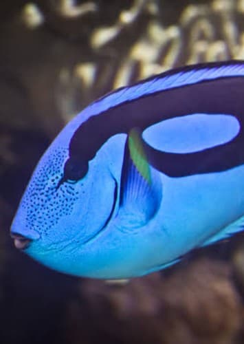 Royal Blue Tang