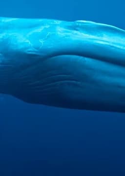Blue Whale