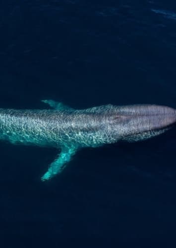 Blue Whale