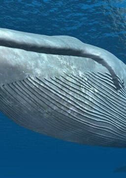 Blue Whale