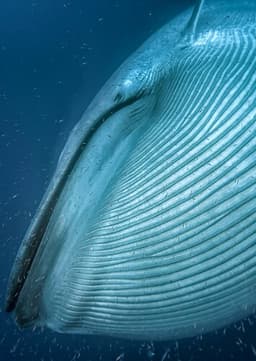 Blue Whale