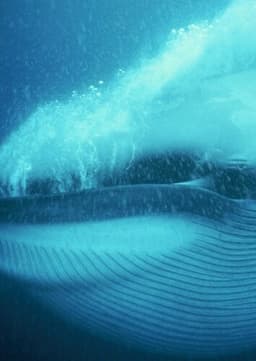 Blue Whale