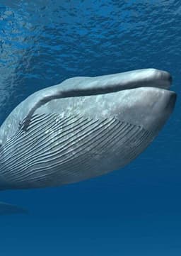 Blue Whale