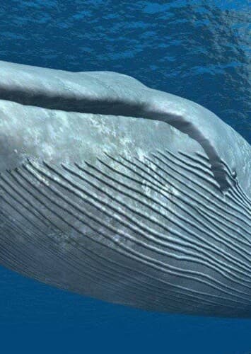 Blue Whale