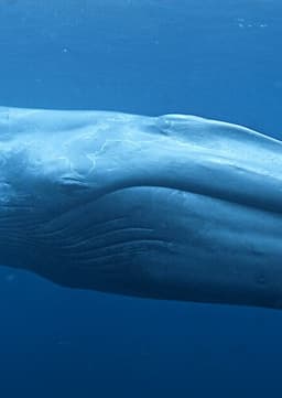 Blue Whale