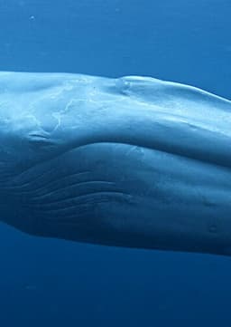 Blue Whale