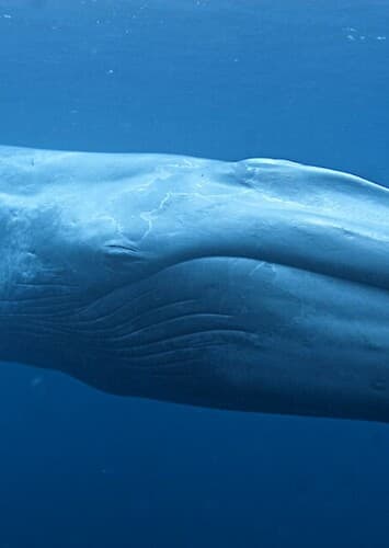 Blue Whale