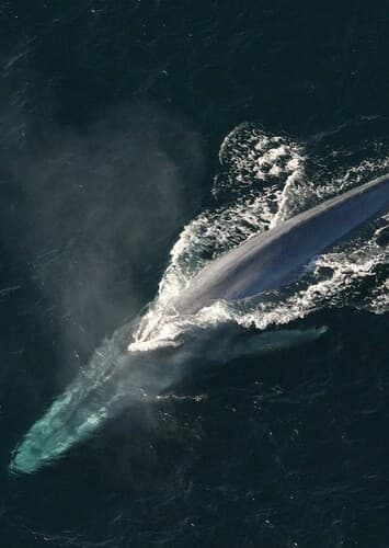 Blue Whale