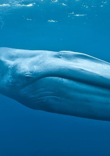 Blue Whale