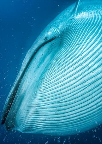 Blue Whale