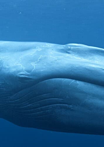 Blue Whale