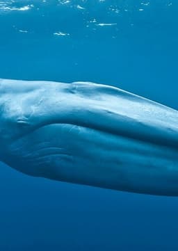 Blue Whale