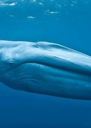 Blue Whale