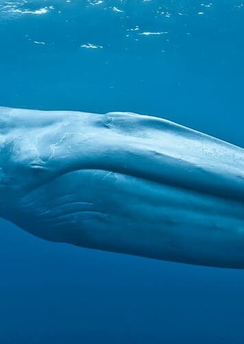 Blue Whale