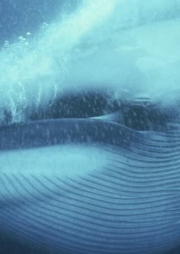 Blue Whale