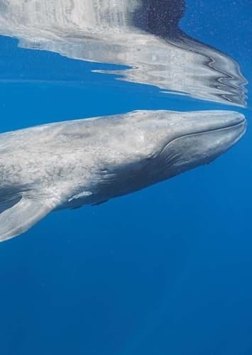Blue Whale