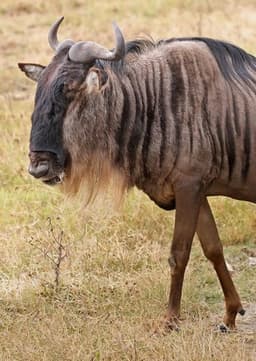 Blue Wildebeest