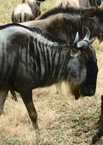 Blue Wildebeest