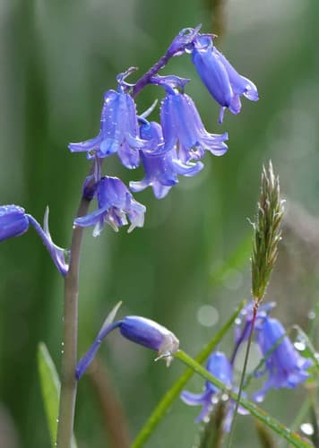 Bluebell