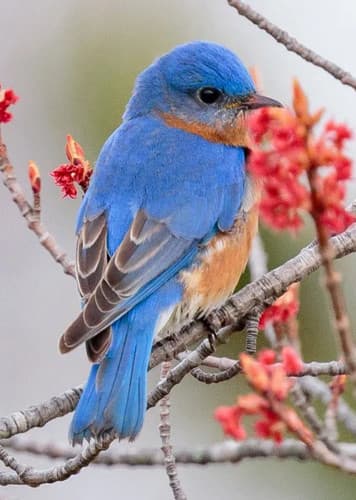 Bluebird