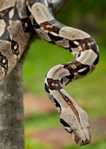 Boa Constrictor