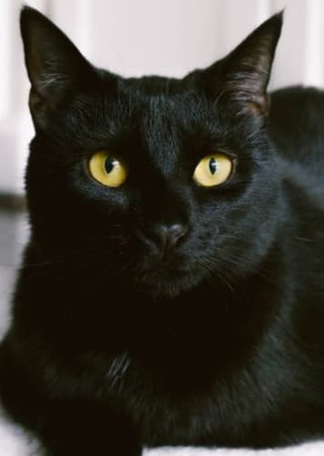 Bombay Cat