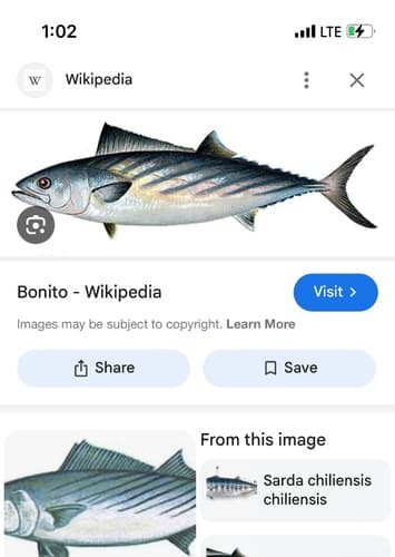 Bonito