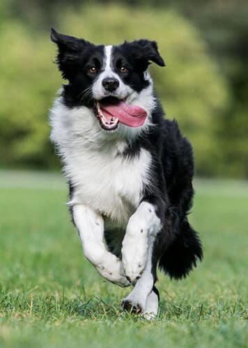 Border Collie
