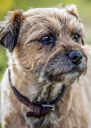 Border Terrier