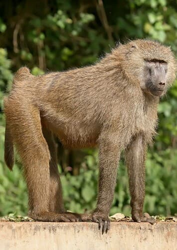 Bosko The Baboon