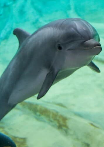 Bottlenose Dolphin