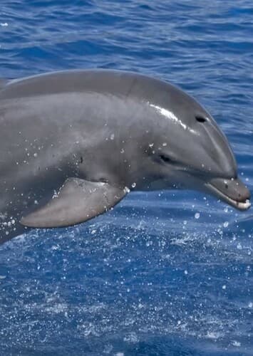 Bottlenose Dolphin