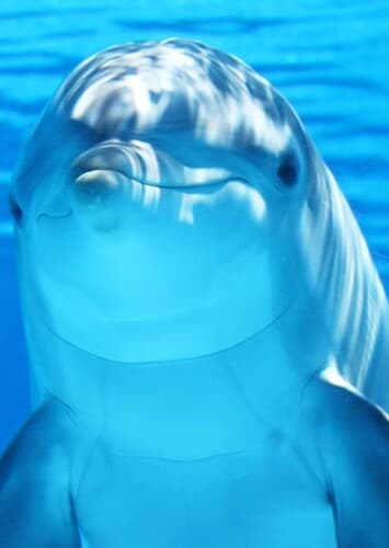 Bottlenose Dolphin