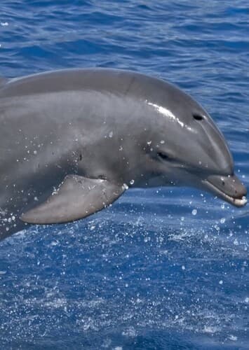 Bottlenose Dolphin