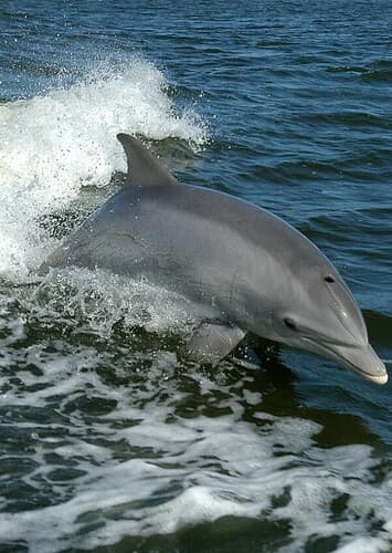 Bottlenose Dolphin